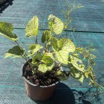 Brunera veľkolistá (Brunnera macrophylla) ´SILVER SPEAR´ - kont. C1,5L